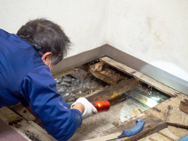 Office Mold Removal Services in Los Luceros, NM