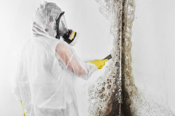 Home Mold Removal in Los Luceros, NM