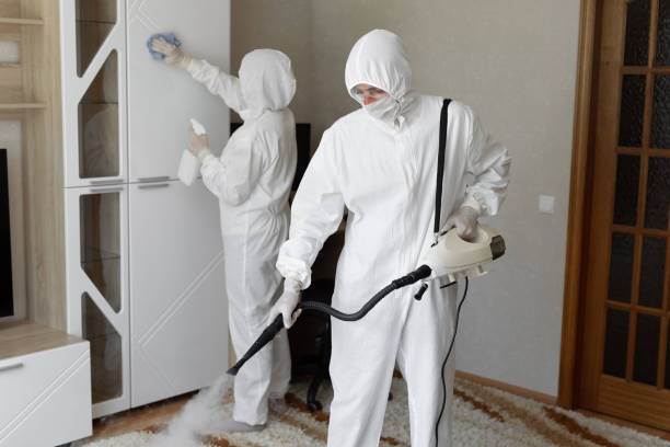 Best Attic Mold Removal  in Los Luceros, NM