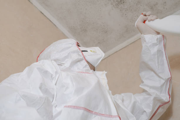 Certified Mold Removal in Los Luceros, NM