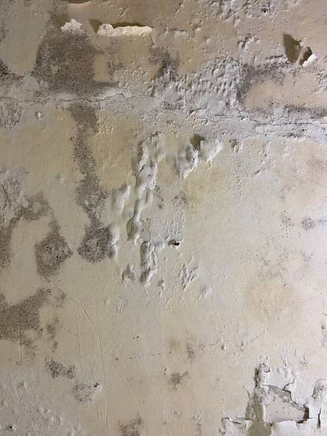 Best Emergency Mold Removal  in Los Luceros, NM