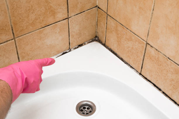Best Best Mold Removal Companies  in Los Luceros, NM